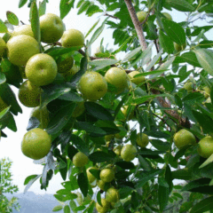 Chinese date seeds 1kg