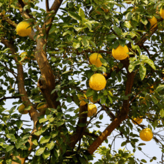 Grapefruit seeds 1kg