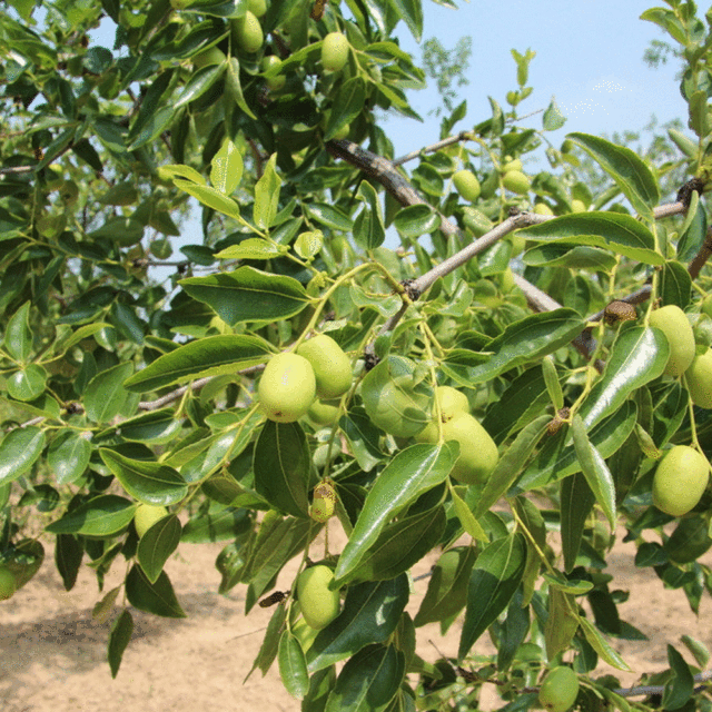 Chinese date seeds 1kg
