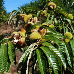 chinese chestnut seeds