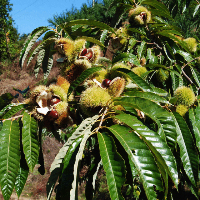 chinese chestnut seeds