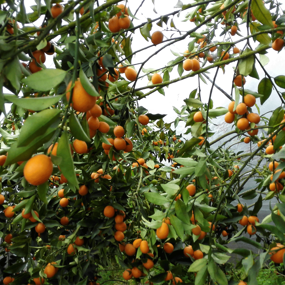 Kumquat seeds 1kg