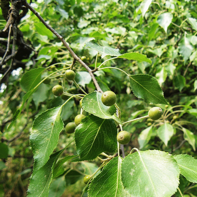 Pyrus betulaefolia seeds