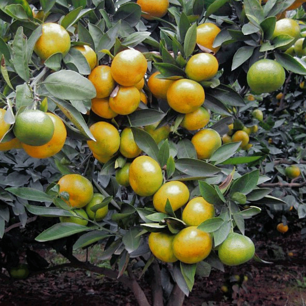 citrus seeds