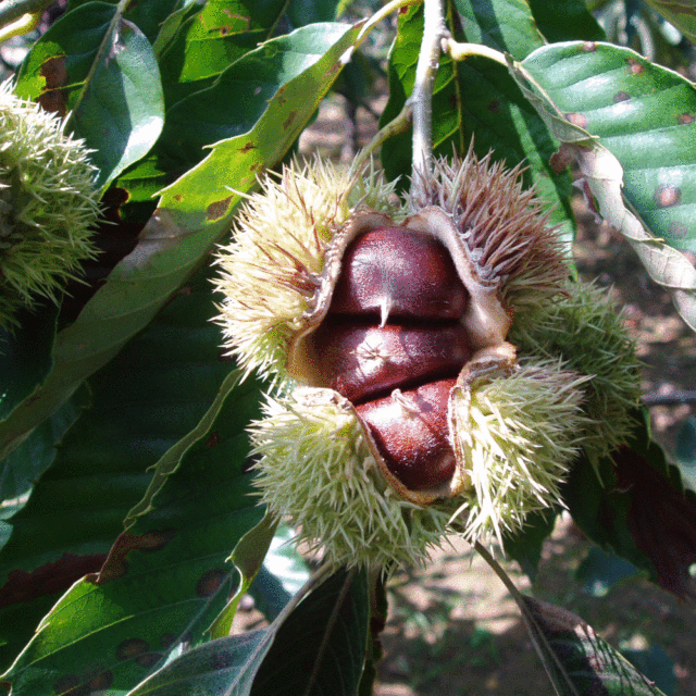 chinese chestnut seeds
