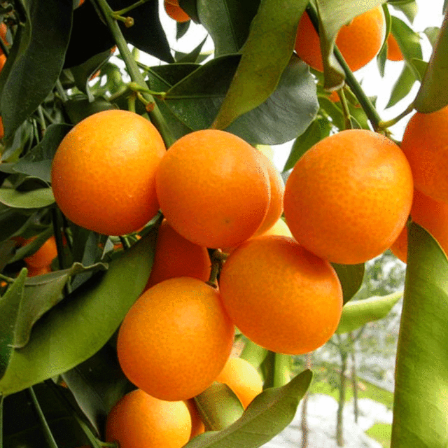 Kumquat seeds 1kg