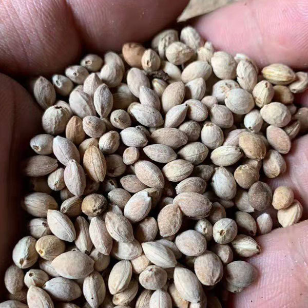 Cherry seeds