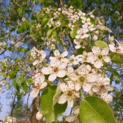 Pyrus betulaefolia seeds