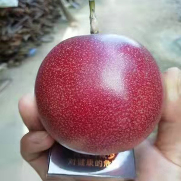 purple passion fruit seds 1kg