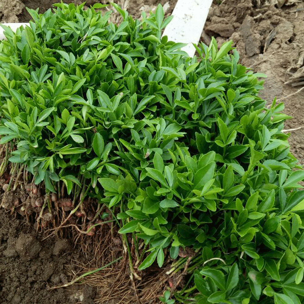 Tangerine seeds 1kg