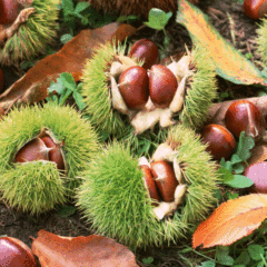 chinese chestnut seeds