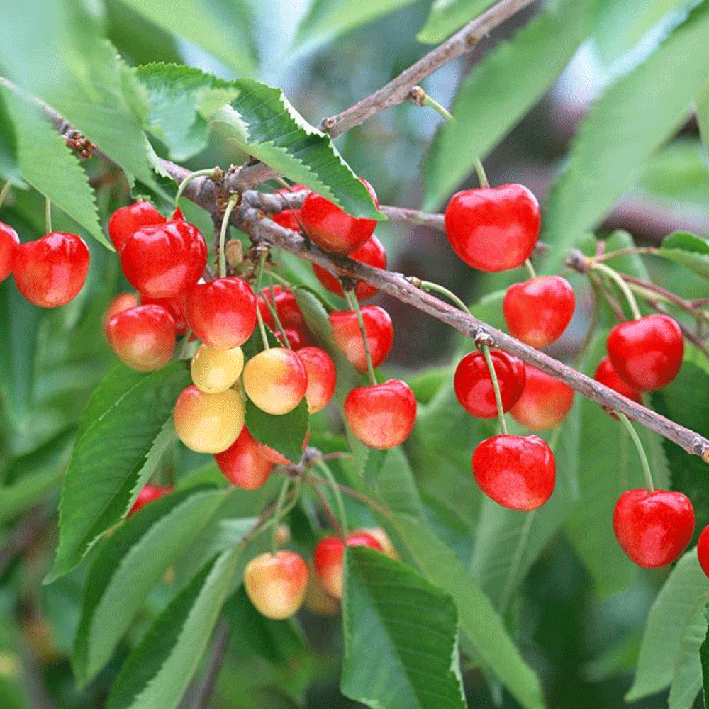 Cherry seeds