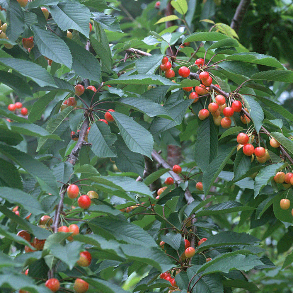 Cherry seeds