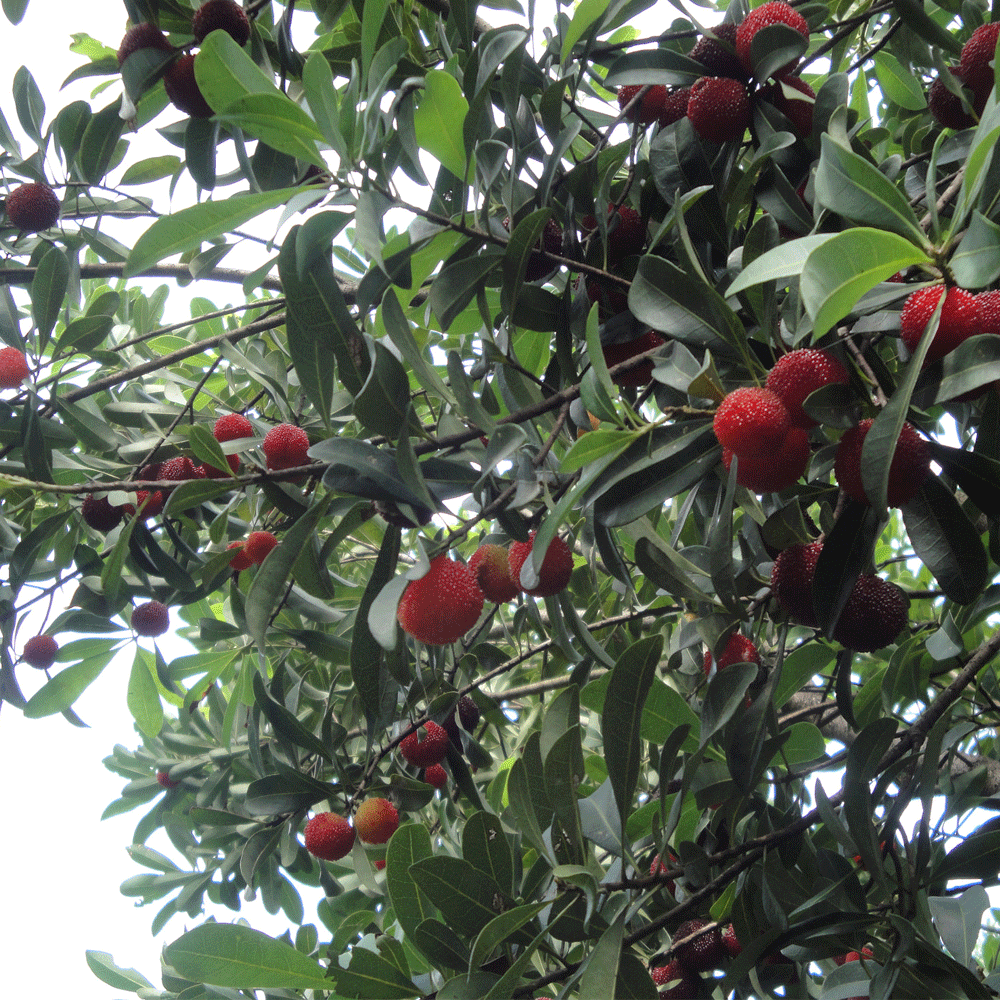 Myrica rubra seeds 1kg
