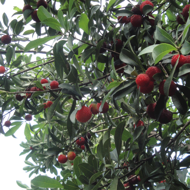 Myrica rubra seeds 1kg