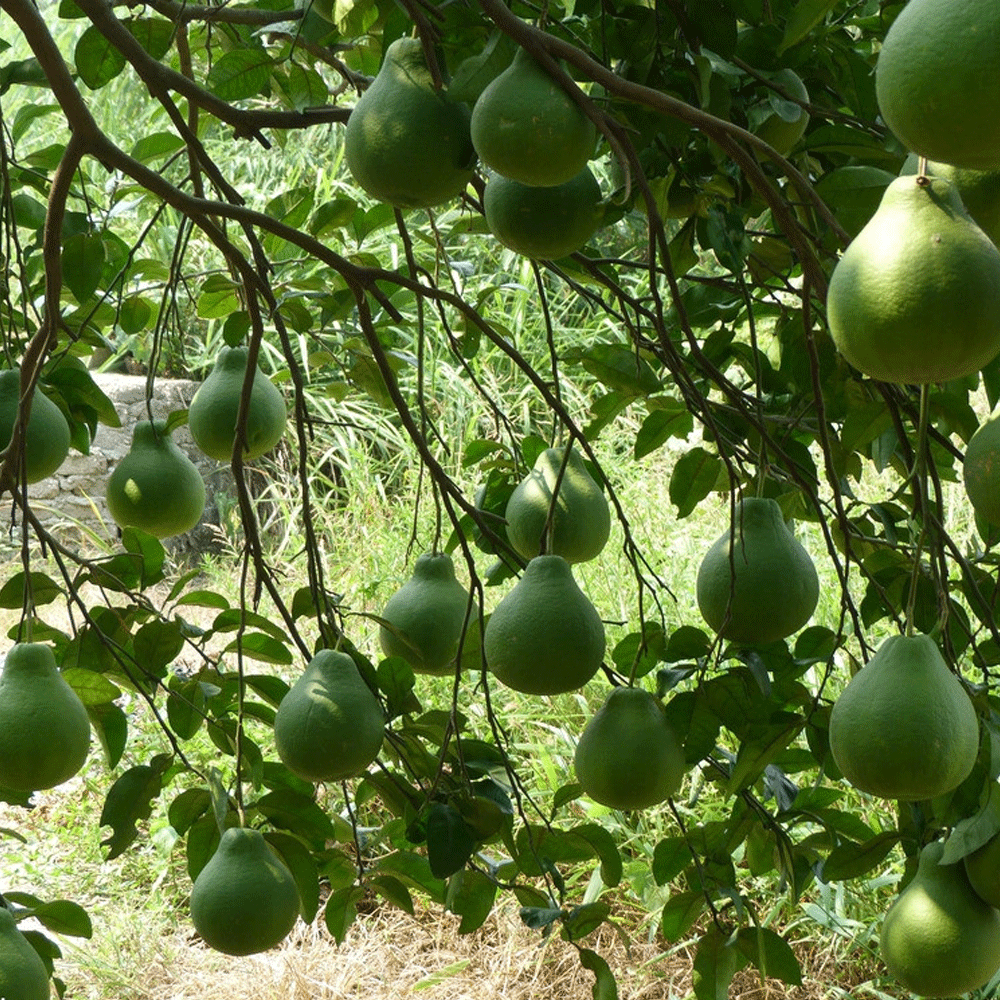 Grapefruit seeds 1kg
