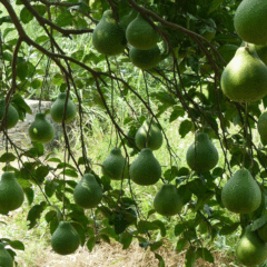 Grapefruit seeds 1kg