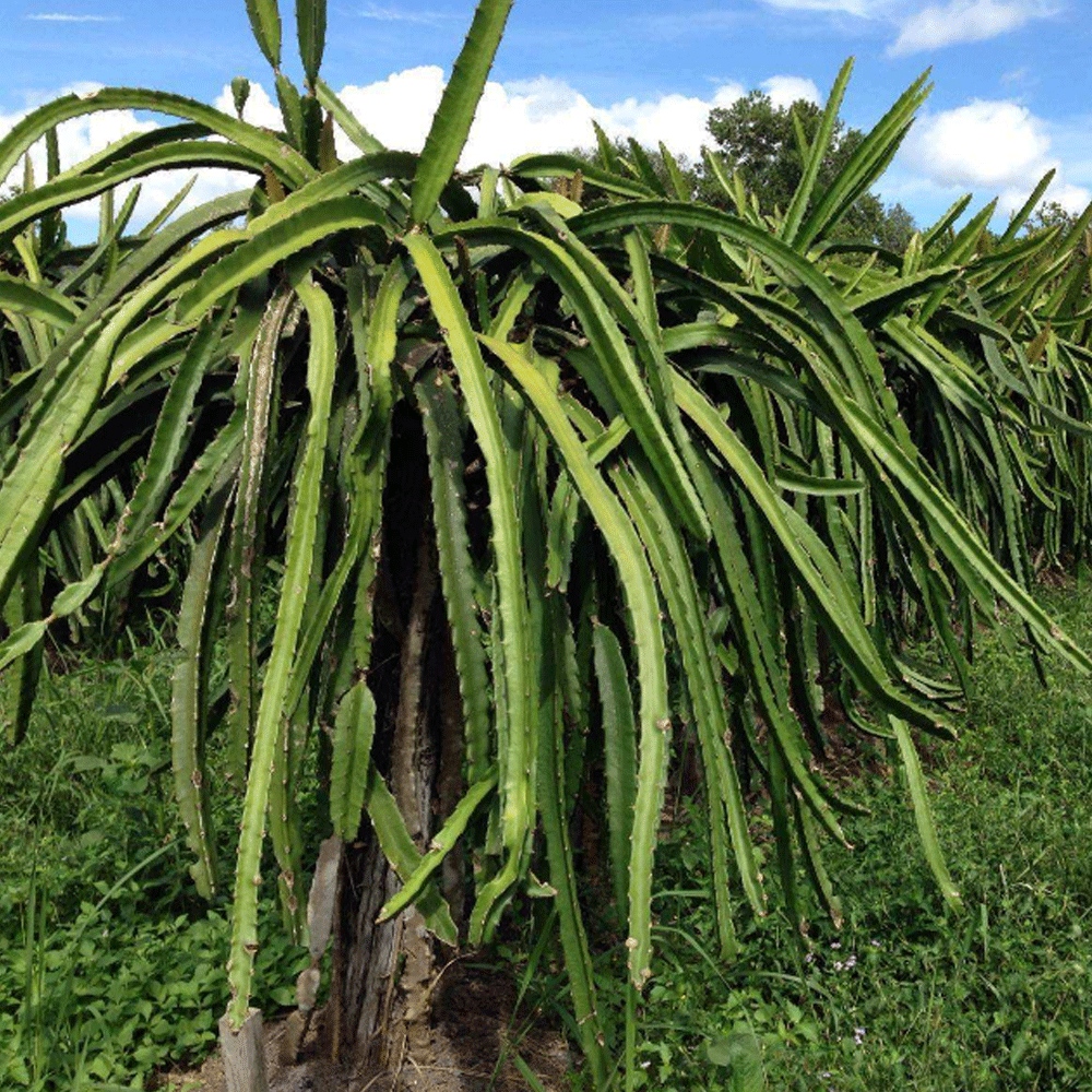 Dragon fruit seeds 1kg