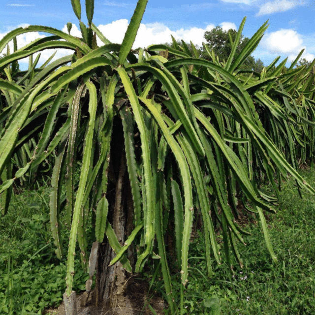 Dragon fruit seeds 1kg