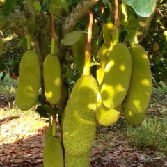 Jackfruit seeds 1kg