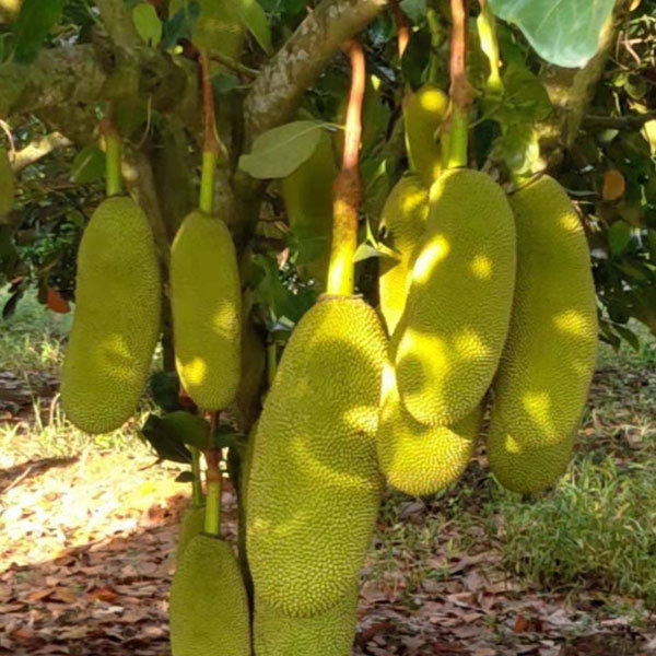 Jackfruit seeds 1kg