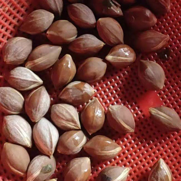 Black olive seeds 1kg
