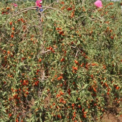 Goji berry seeds 1kg