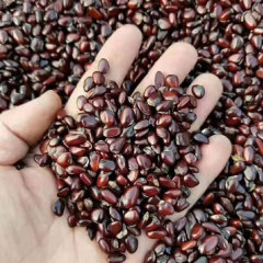 Holboellia latifolia seeds 1kg