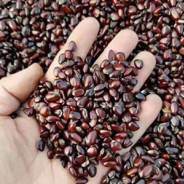 Holboellia latifolia seeds 1kg