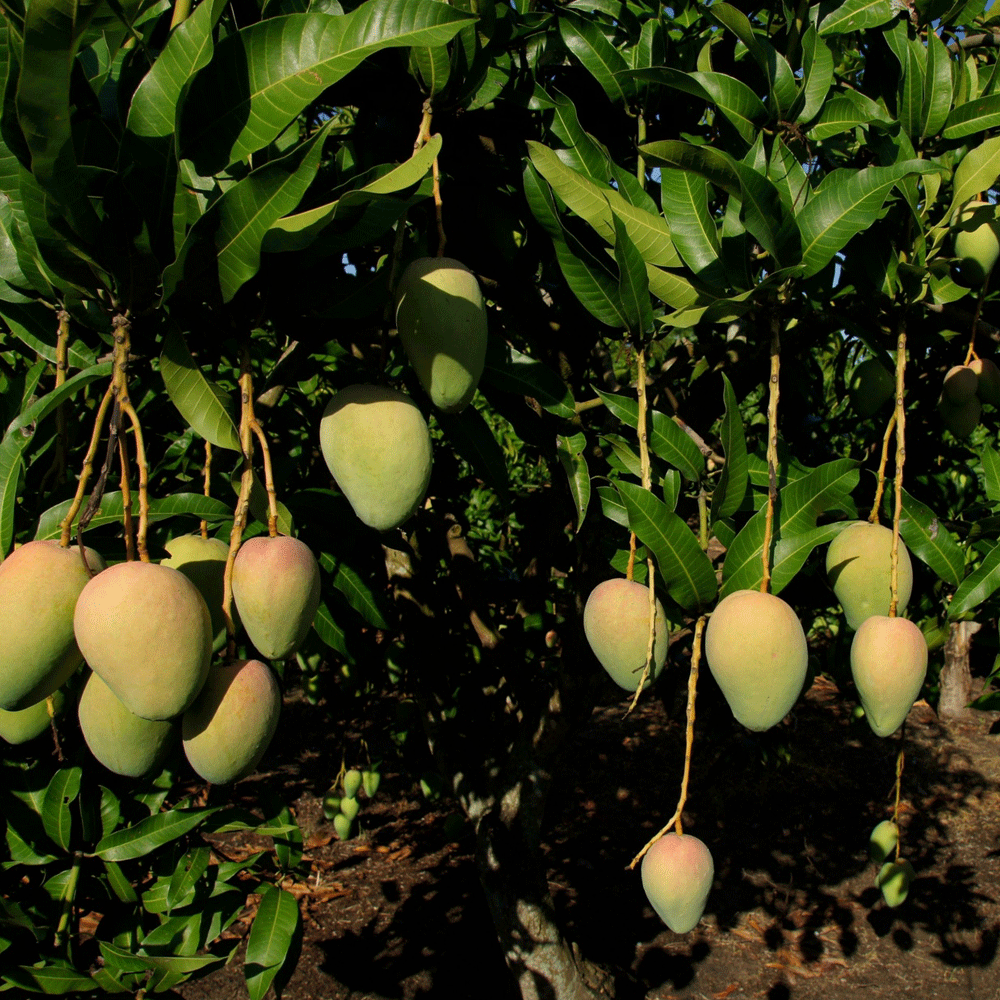 Mango seeds1kg