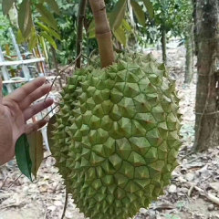 Durian seeds 1kg