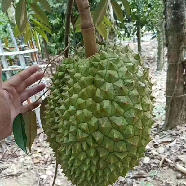 Durian seeds 1kg