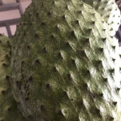 soursop seeds 1kg
