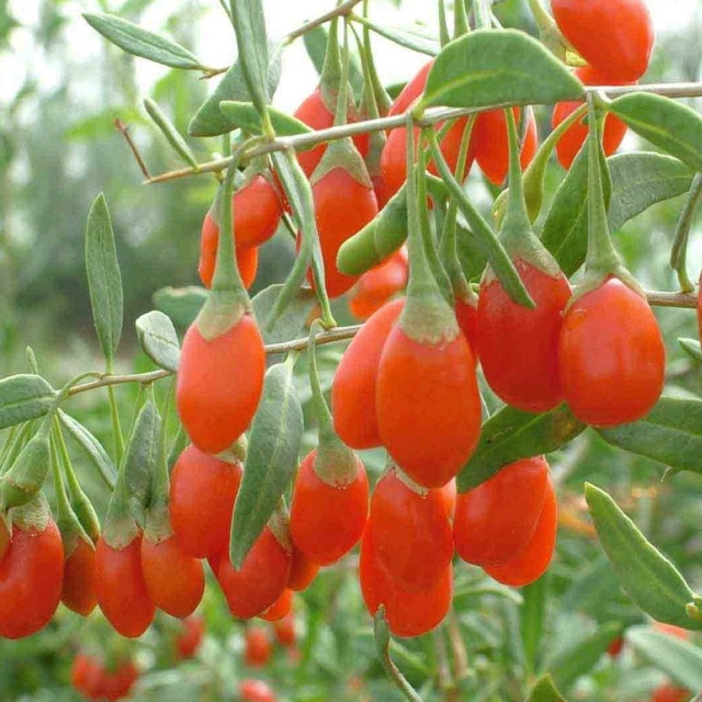 Goji berry seeds 1kg
