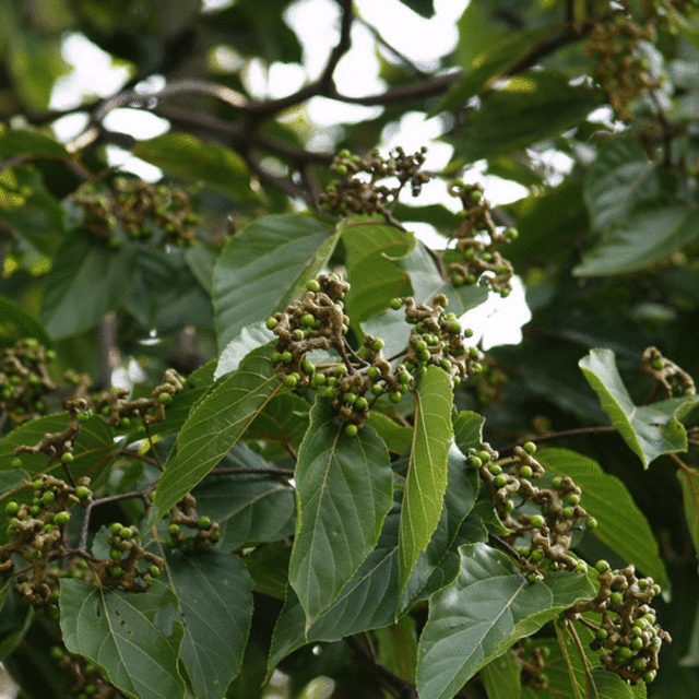 Hovenia acerba seeds 1kg