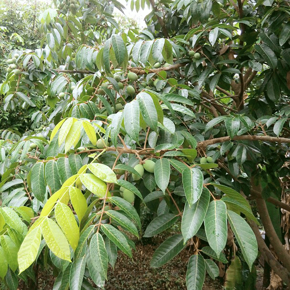Olive seeds 1kg