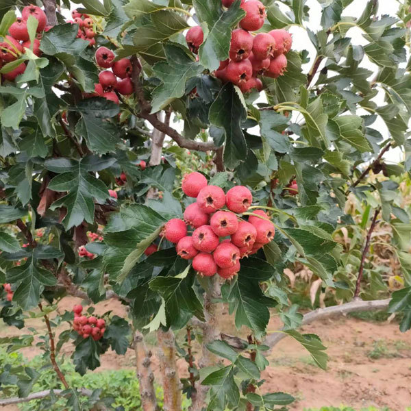 Hawthorn seeds 1kg