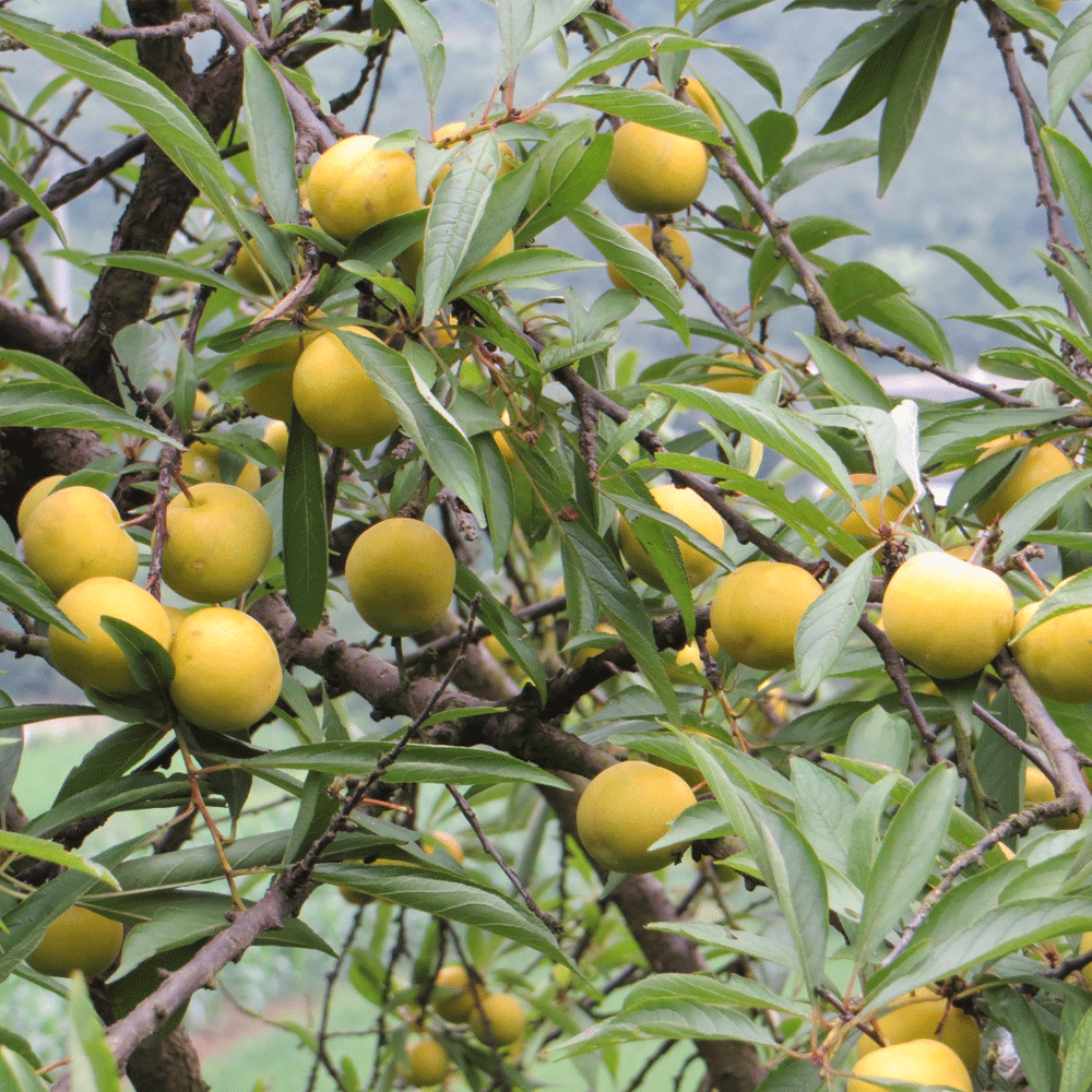 Plum seeds 1kg