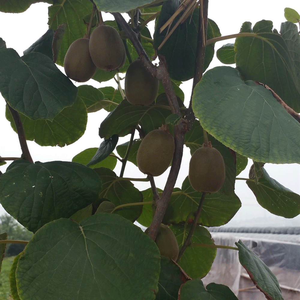 Kiwi seeds 1kg
