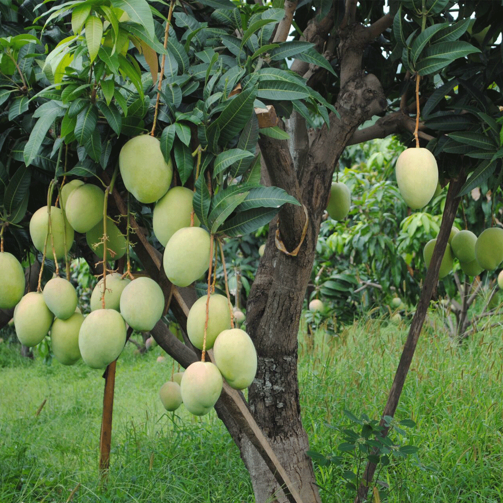 Mango seeds1kg
