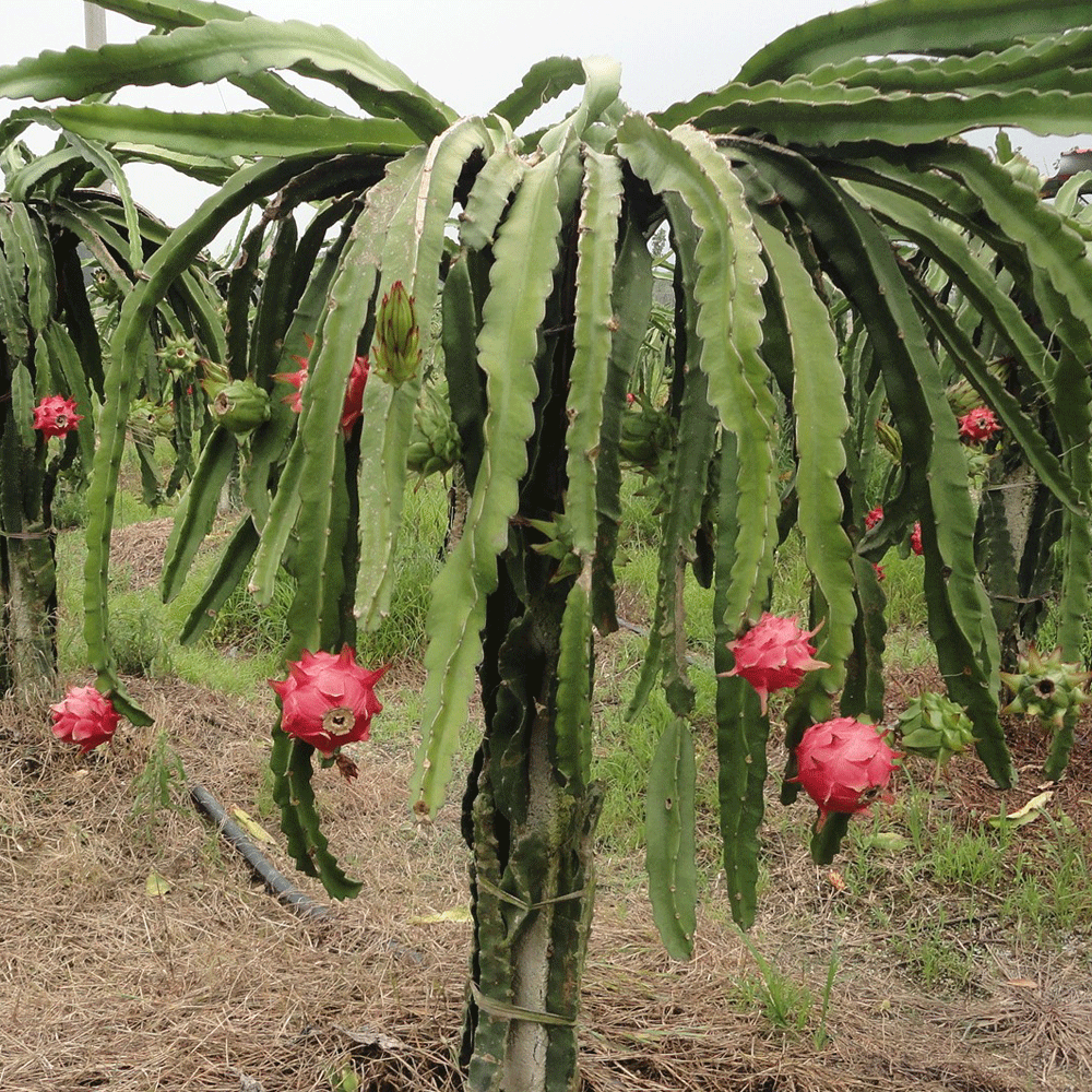 Dragon fruit seeds 1kg