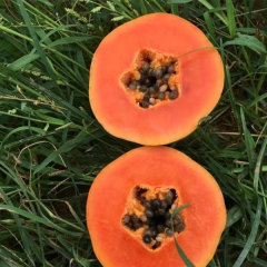 Red lady papaya seeds 1kg