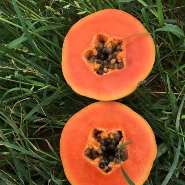Red lady papaya seeds 1kg