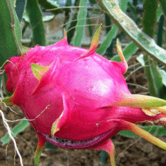 Dragon fruit seeds 1kg