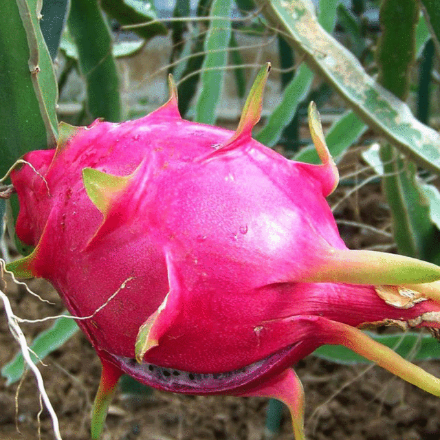 Dragon fruit seeds 1kg