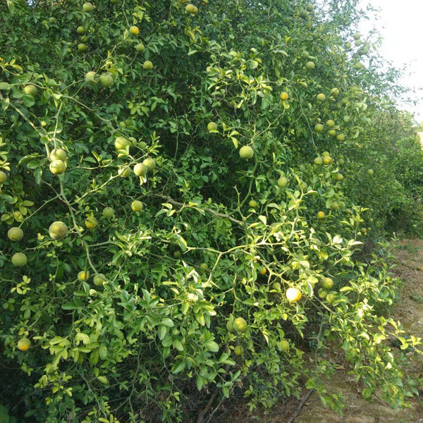 Fructus aurantii seeds 1kg