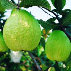 White guava seeds 1kg