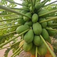 Red lady papaya seeds 1kg