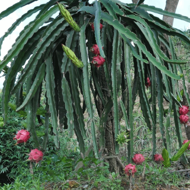 Dragon fruit seeds 1kg