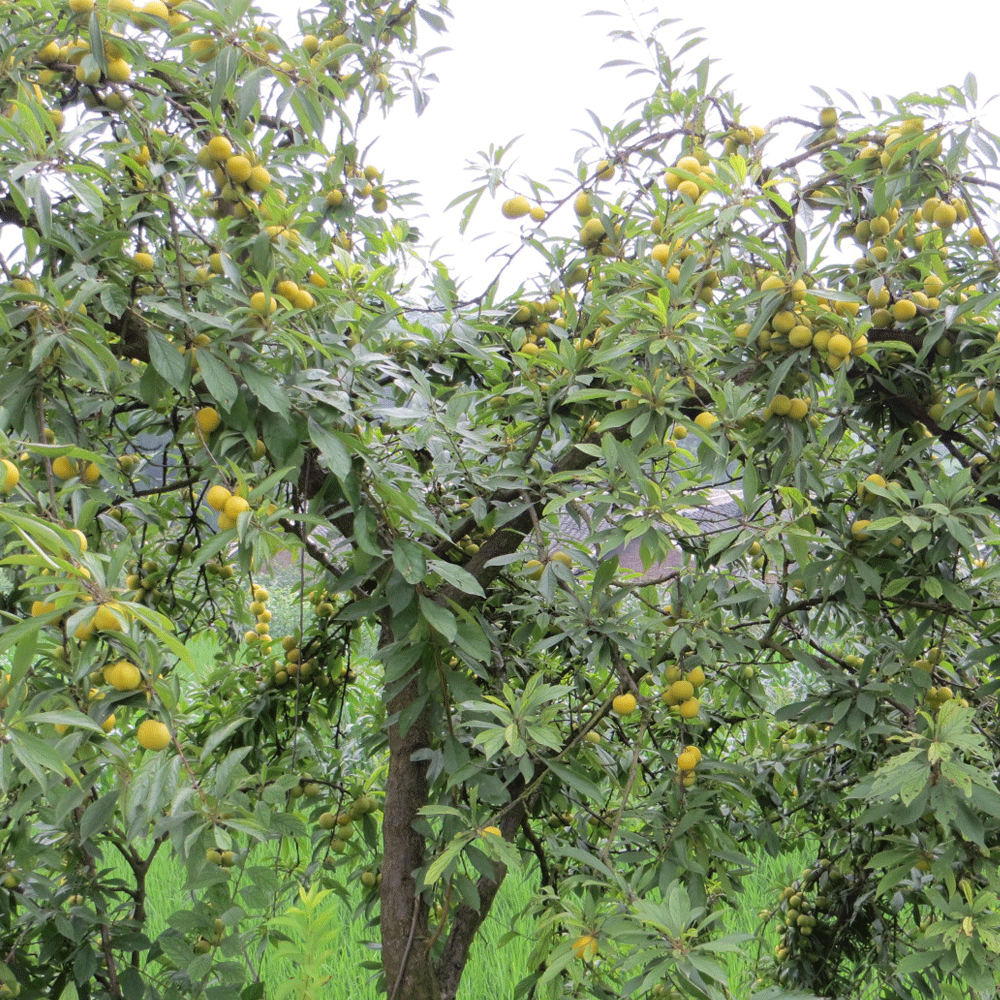 Plum seeds 1kg